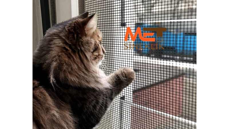 Bakı Kedi Sinekliği