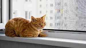 Kedi sinekliği – kediler için güvenli ve dayanıklı sineklik sistemi